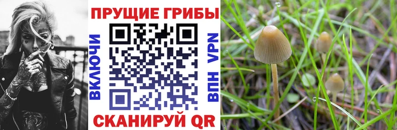Галлюциногенные грибы прущие грибы  Избербаш 